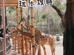 -深圳野生动物园