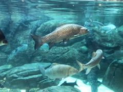 -上海海洋水族馆