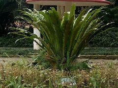 -广西壮族自治区药用植物园