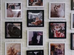 -平行世界·猫咖(首经贸店)