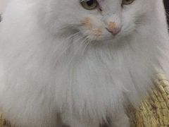 团子吃虾，都成大花脸了。-美联众合爱康动物医院•复杂内科•肿瘤科•牙科•腔镜诊疗中心