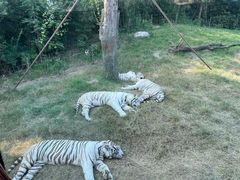 -郑州银基国际旅游度假区