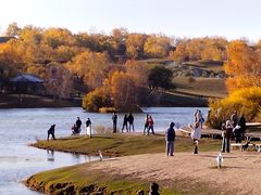 -乌兰布统景区-白桦林