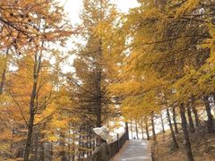 -苏木山森林公园