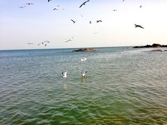 -海合安青岛极地海洋公园