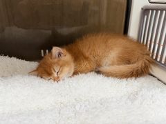 -爱派特动物医院·全科诊疗中心