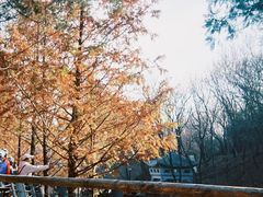 -白水寺森林公园