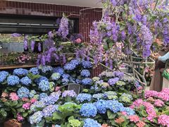 -陈村花卉小镇-花卉世界