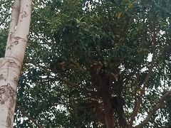 -灵玲国际马戏城