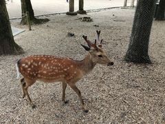 -奈良公园