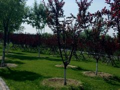 片片绿荫-永定河休闲森林公园