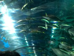 -福州罗源湾海洋世界旅游区