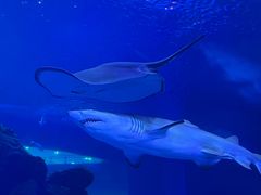 -成都浩海立方海洋公园