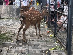 -长白岛森林公园