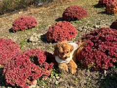 -艾吉宠物医院·疑难杂症转诊中心·猫友好(碧江路院)