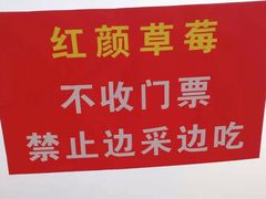 -喜杨洋草莓采摘园