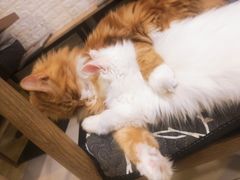 -平行世界·猫咖(首经贸店)
