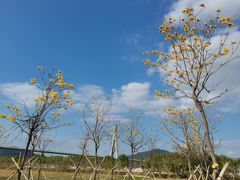 -芒洲湿地公园