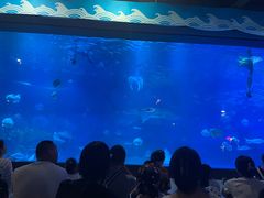 -烟台海昌鲸鲨海洋公园