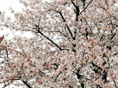 -高东镇樱花园
