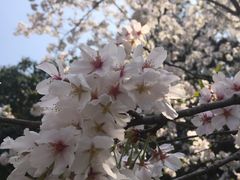-武汉大学-樱园