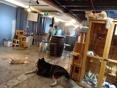 大堂-more than meow吴止猫主题餐厅(承德 中船汇店)