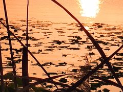 -西京湾花海