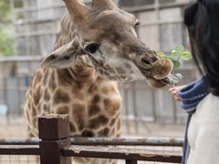 -灵玲国际马戏城