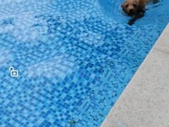 -汪说喵讲宠物乐园宠物酒店(红星美凯龙店)