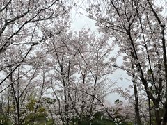 -径山花海