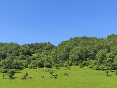 -关山草原