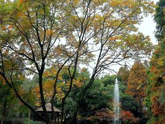 -上海共青森林公园