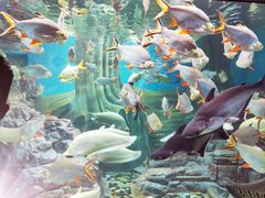 -上海海洋水族馆