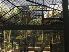 -海南热带野生动植物园