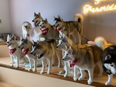 -Husky Go! 哈士奇体验馆·宠物咖啡厅狗咖