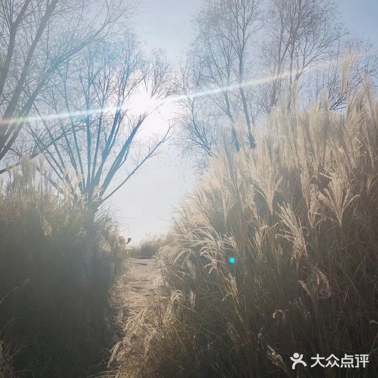 芦苇  风总是不闲着，吹谢了百花，吹落了秋叶