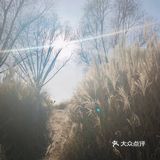 芦苇  风总是不闲着，吹谢了百花，吹落了秋叶