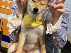 -柴犬高等学院·狗咖·柴犬售卖·宠物训练