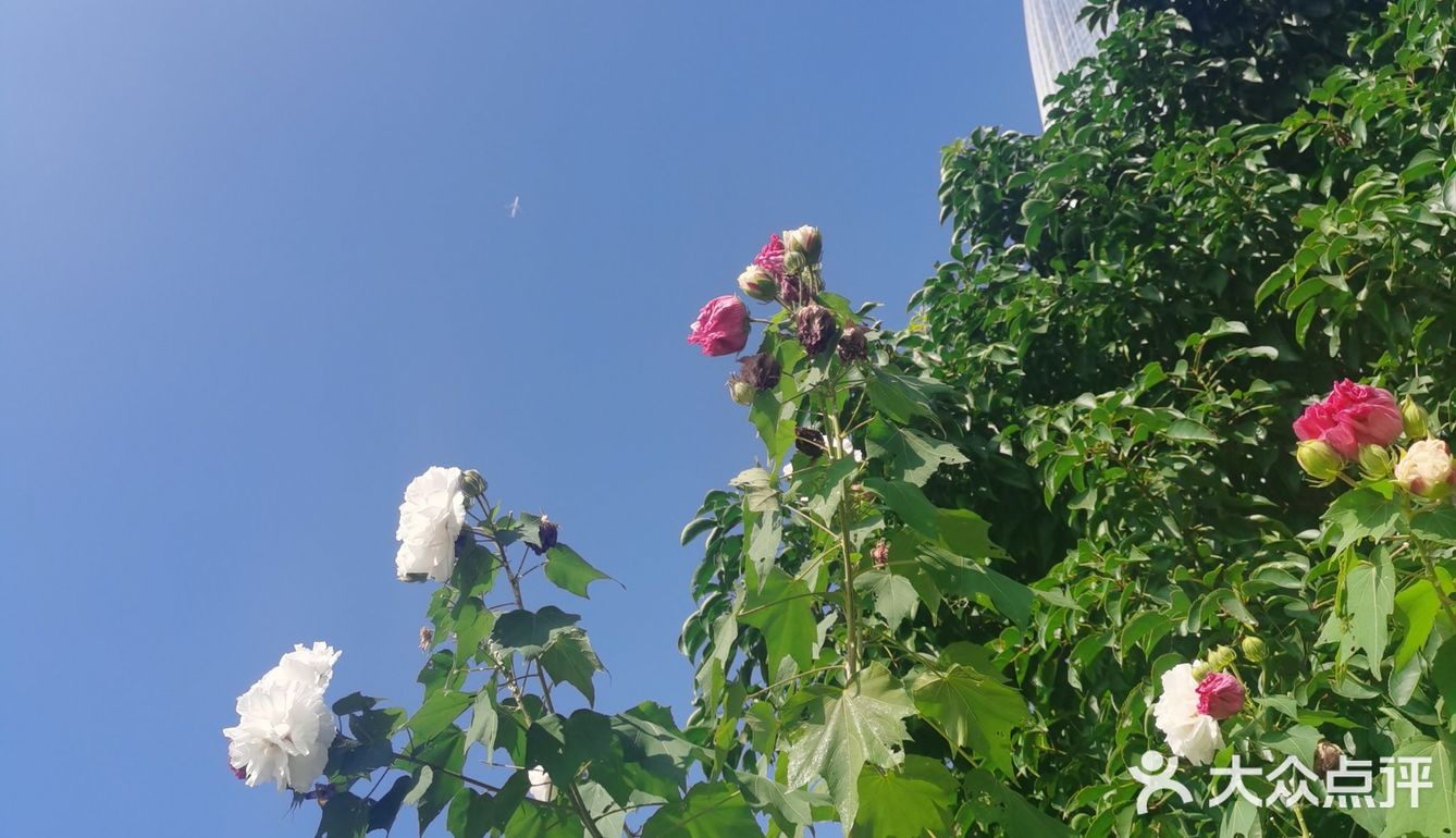 神奇的木芙蓉也叫三色花