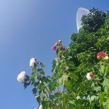 神奇的木芙蓉也叫三色花