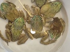 -飞尝蚝·顺德菜·鱼生(顺德总店)