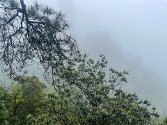 -缙云山景区