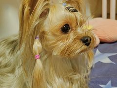 -宠爱多约克夏马尔济斯泰迪小型犬专卖