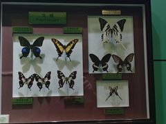 -上海昆虫博物馆