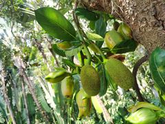 -中国科学院西双版纳热带植物园