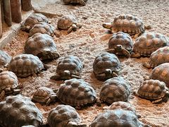 -石家庄市动物园