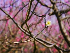 -梅花山(明孝陵内)