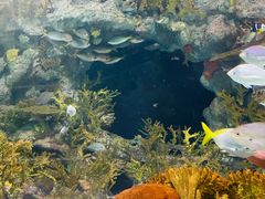 -上海海洋水族馆