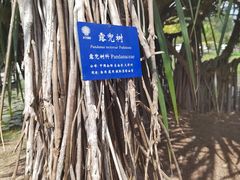 -西双版纳原始森林公园