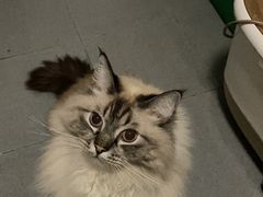 -西安京西宠物医院·瘫痪·疑难杂症